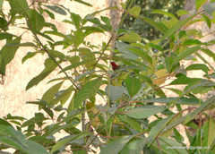 Aethopyga siparaja