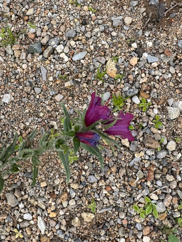 Echium horridum