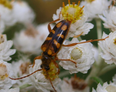 Xestoleptura