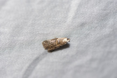 Acrobasis palliolella