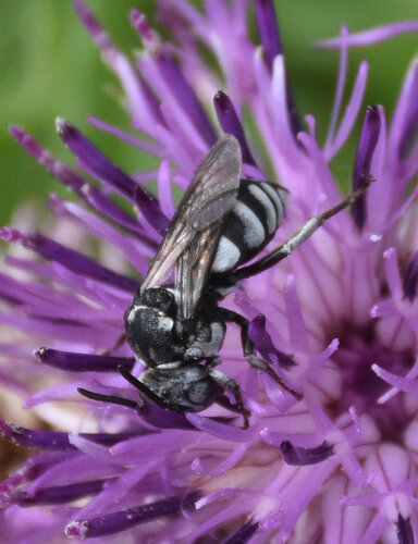 Triepeolus tristis