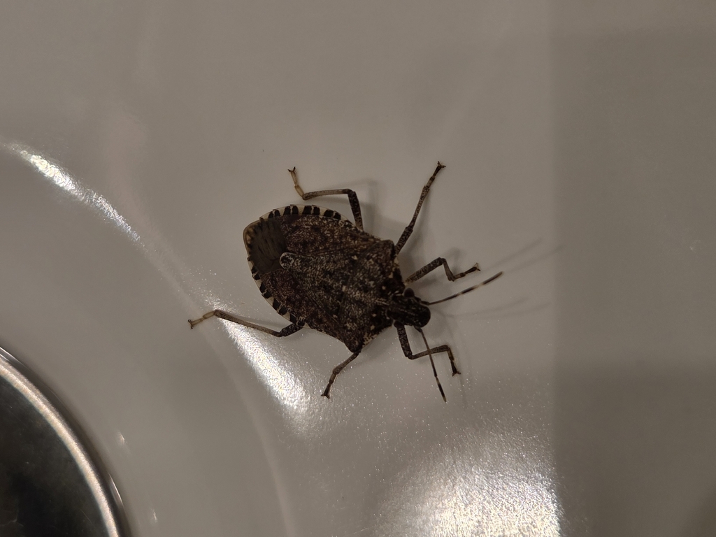 Brown Marmorated Stink Bug from University Center, MI, USA on February ...