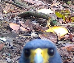 Barred Hawk