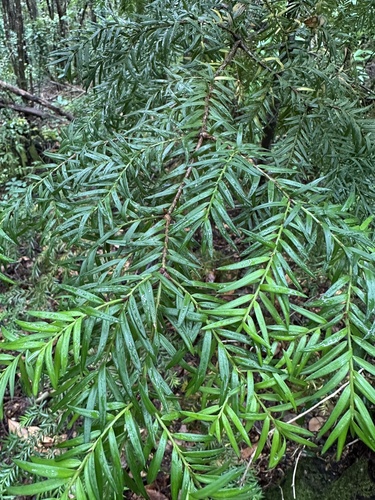 Prince Albert's yew (Saxegothaea conspicua)