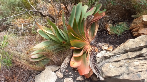 Blood Aloe (Kumara haemanthifolia)