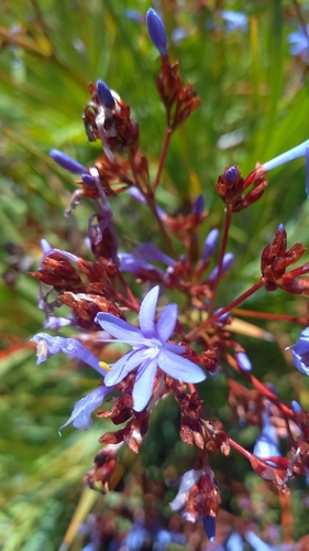 Bainskloof Bushiris (Nivenia corymbosa)