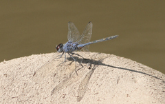 Trithemis dejouxi