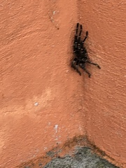 Cyrtopholis portoricae