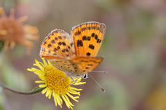 Lycaena ottomanus