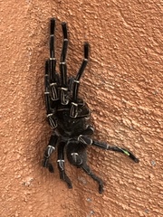 Cyrtopholis portoricae