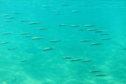 Anchoveta (Engraulis ringens) — Engraulidae — 3