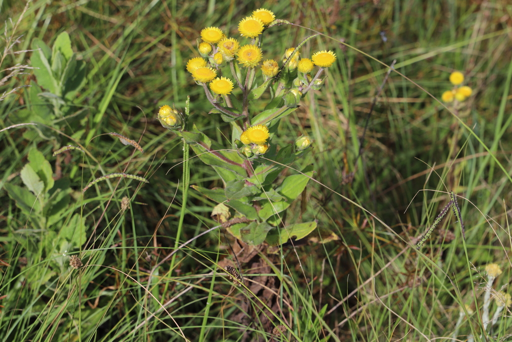 Helichrysum cooperi; photograph (c) Suvarna Parbhoo Mohan, some rights reserved (CC BY-SA)