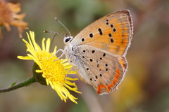Lycaena ottomanus