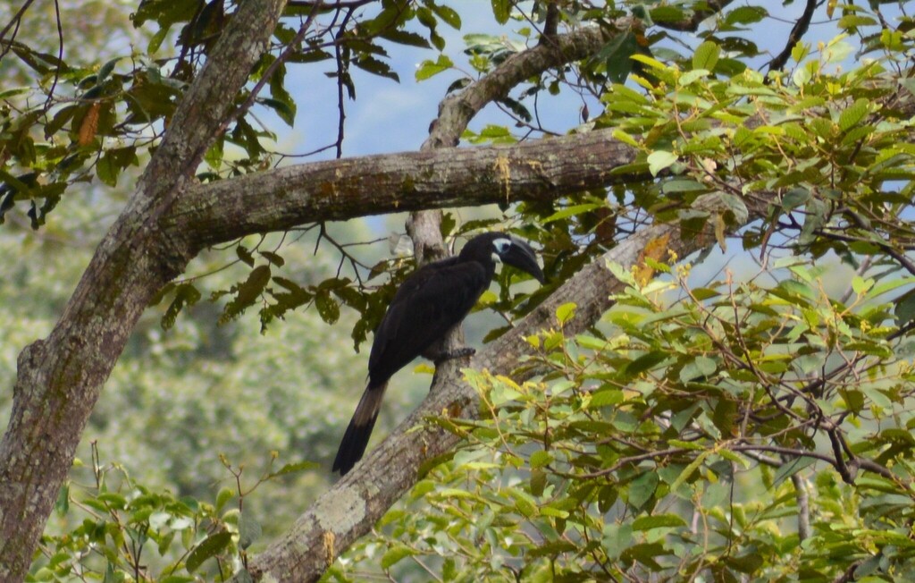 Enggang klihingan (Anorrhinus galeritus)