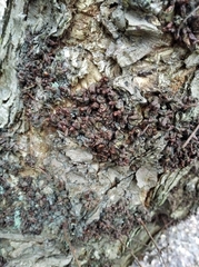 Fungi