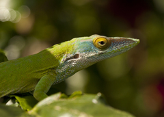 Allison's Anole photo 4
