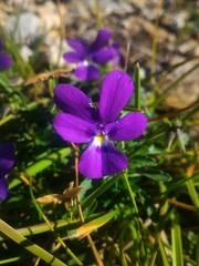 Viola dubyana
