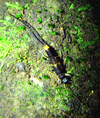 Diplatys