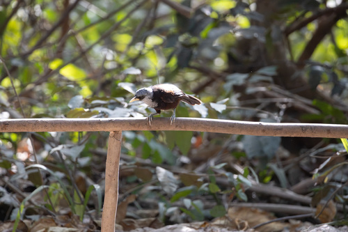 Capuchin Babbler (Turdoides atripennis), photo 2