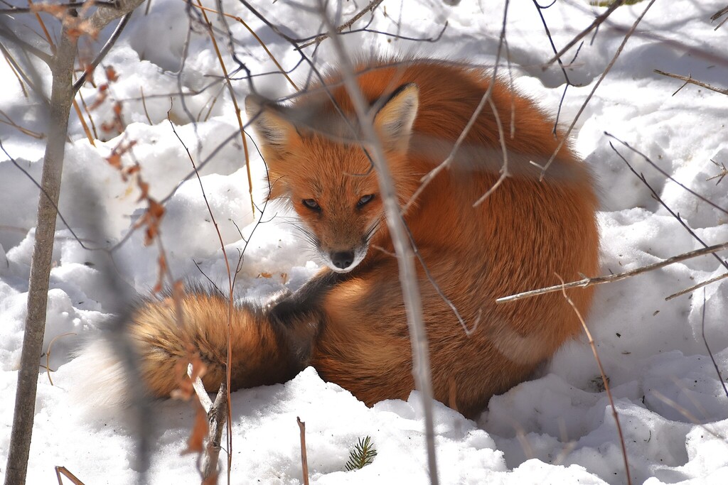 Red Fox from Algonquin Provincial Park, VC, ON, Canada on February 2 ...