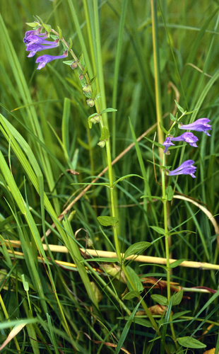 Norfolk Skullcap (Scutellaria hastifolia)