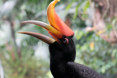 Rhinoceros Hornbill photo 2