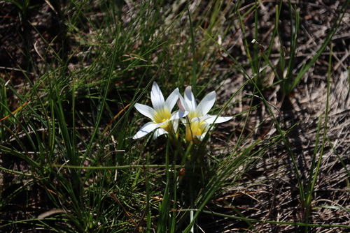 Greenbract Froetang (Romulea flava)