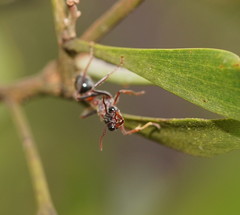 Myrmecia pulchra