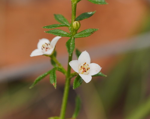 Cyanothamnus nanus (Hook.) Duretto & Heslewood