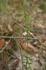 Cyanothamnus nanus nanus