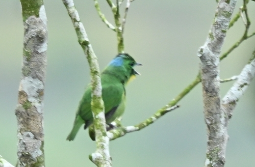 Green Shrike-Vireo (Vireolanius pulchellus)