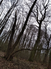 Alnus glutinosa