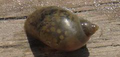 Ampullaceana balthica