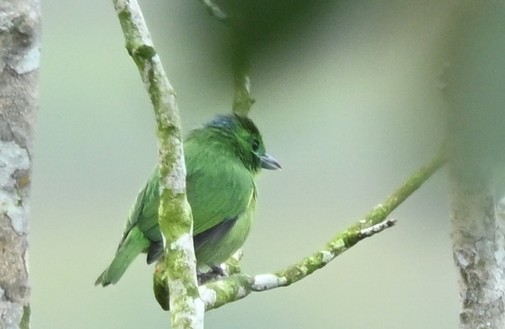Green Shrike-Vireo (Vireolanius pulchellus), photo 2