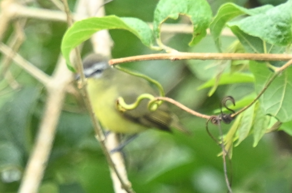 Brown-capped Tyrannulet (Ornithion brunneicapillus), photo 2