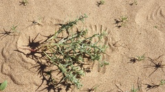 Johnstonella costata