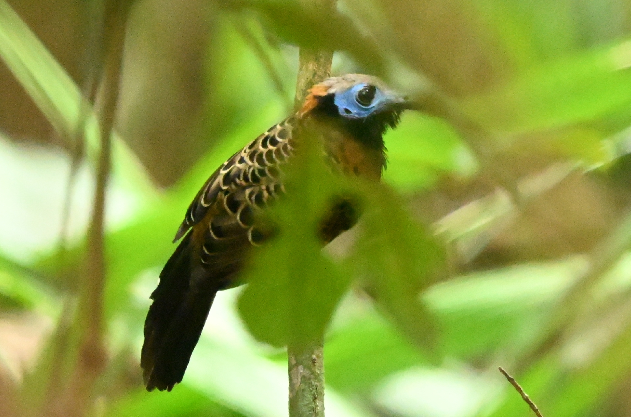 Ocellated Antbird (Phaenostictus mcleannani), photo 2