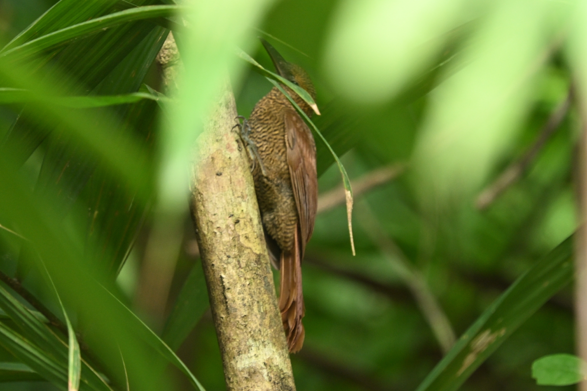 Northern Barred Woodcreeper (Dendrocolaptes sanctithomae), photo 8