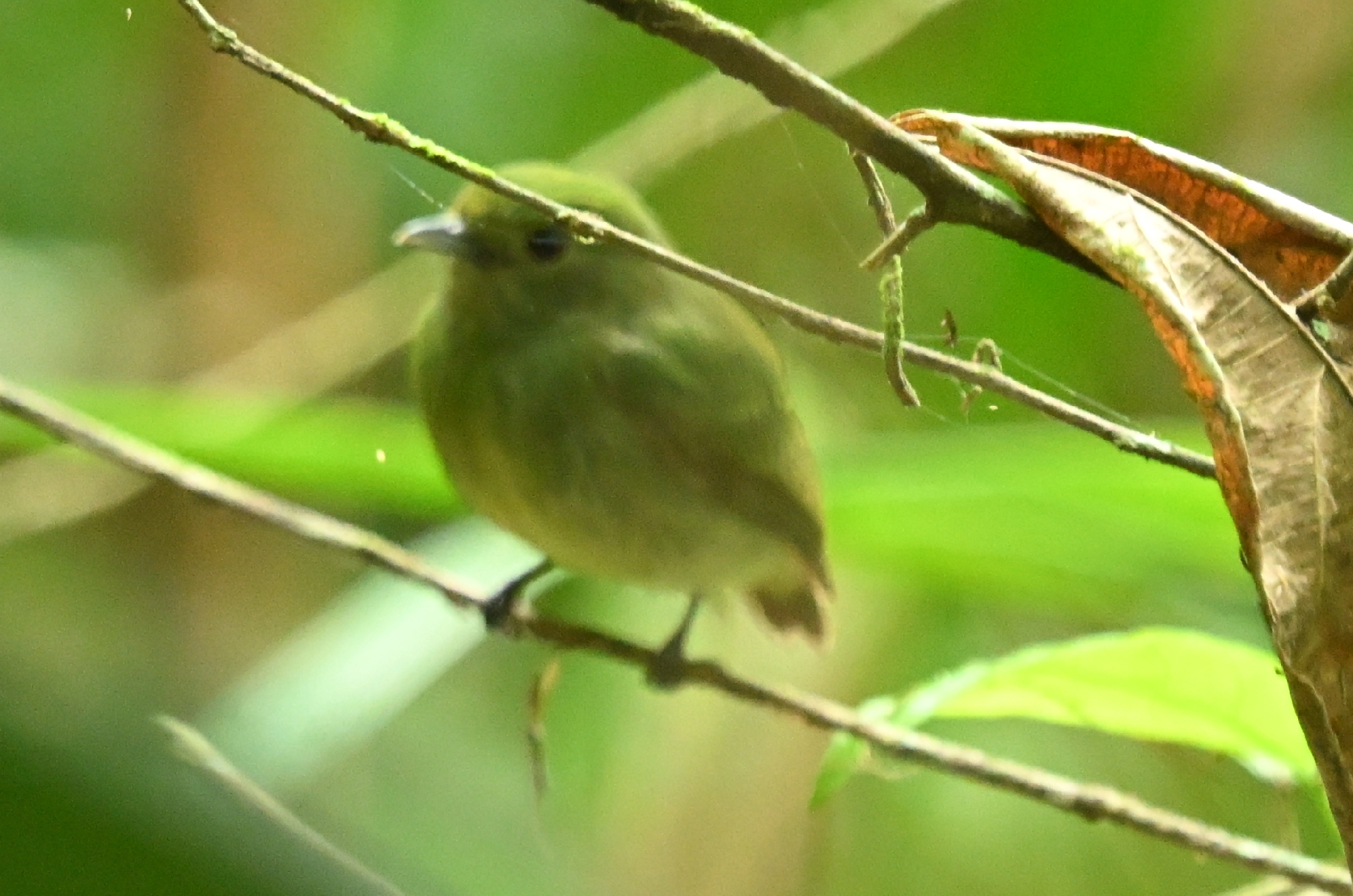 Blue-capped Manakin (Lepidothrix coronata), photo 7