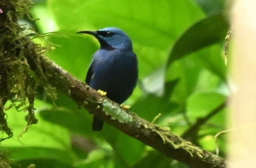 Shining Honeycreeper (Cyanerpes lucidus), photo 3