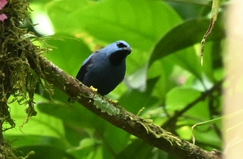 Shining Honeycreeper (Cyanerpes lucidus), photo 4