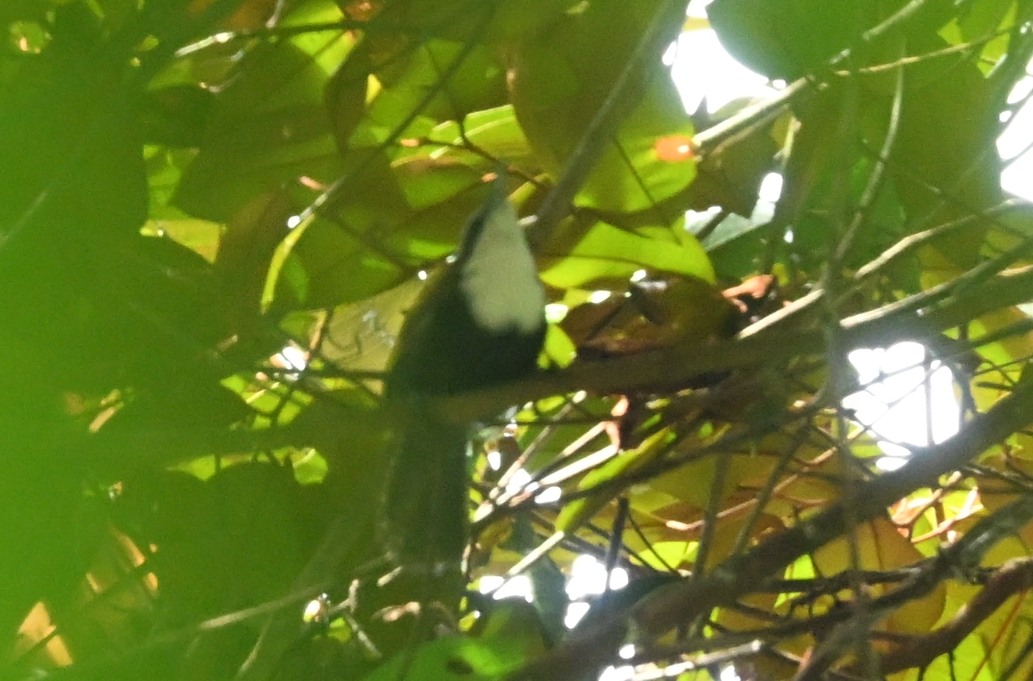 Black-bellied Wren (Pheugopedius fasciatoventris), photo 3