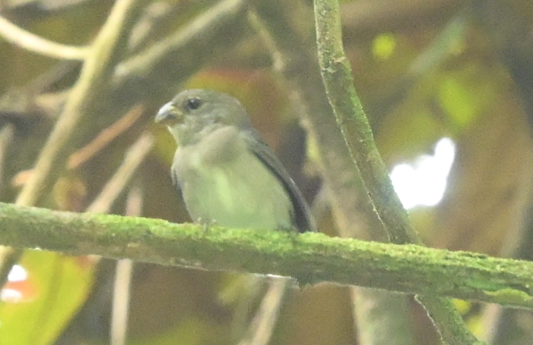 Slate-colored Seedeater (Sporophila schistacea), photo 4