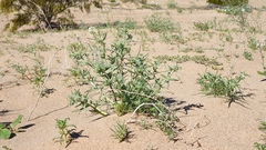 Johnstonella costata