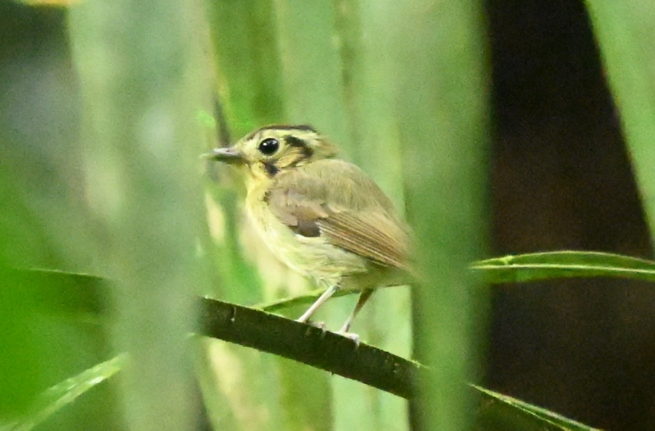 Golden-crowned Spadebill (Platyrinchus coronatus), photo 3