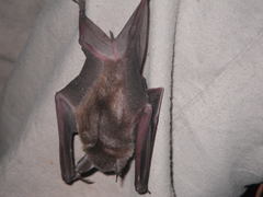 Erophylla bombifrons