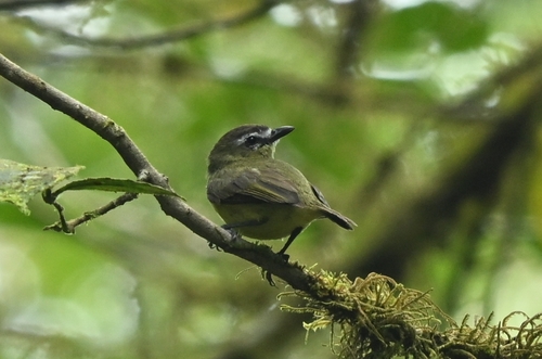 Brown-capped Tyrannulet (Ornithion brunneicapillus)