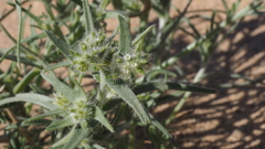 Johnstonella costata