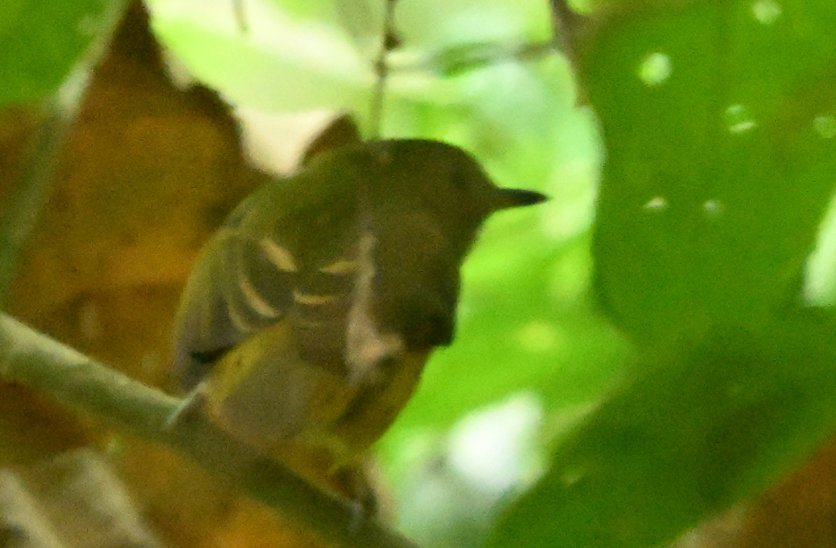 Ochre-bellied Flycatcher (Mionectes oleagineus), photo 4