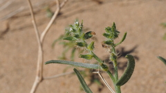 Johnstonella costata